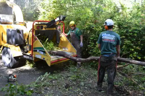 tree services Dewey-Humboldt